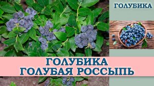 ГОЛУБИКА ГОЛУБАЯ РОССЫПЬ - СРЕДНЕСПЕЛЫЙ УСТОЙЧИВЫЙ К БОЛЕЗНЯМ И ВРЕДИТЕЛЯМ МОРОЗОСТОЙКИЙ СОРТ