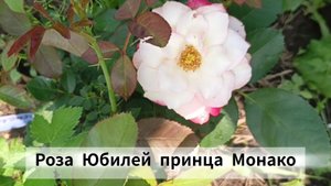 Роза Юбилей принца Монако
