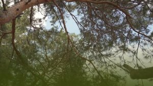 Восьмой подкаст «Целебная сила природы» Сохраняя молодость #здоровье #молодость #красота #природа