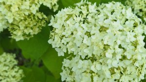 СП А лето цвета...3 Отчёт-5. Участник 24