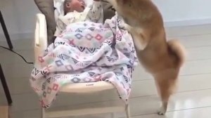 СОБАКА УСПОКАИВАЕТ РЕБЁНКА И УКЛАДЫВАЕТ СПАТЬ