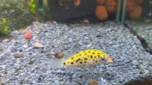 Зелёный тетраодон "Зелень" "fishpuffer" "puffer"