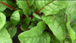 Мангольд сорт РУБИН