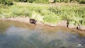 Камчатка, река Большая. Медведь на рыбалке)