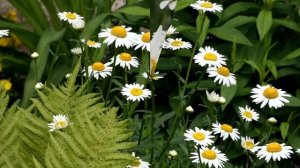 Ромашковое лето