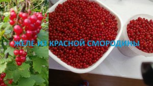 Желе из красной смородины