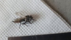 Комар или хищная муха