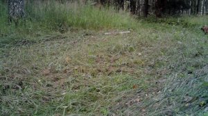 Хитрая лиса и её колбаса