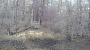 видео с кормушки