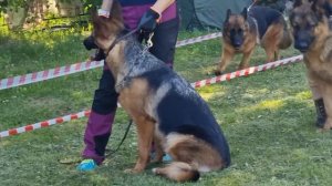 ЮНИОРЫ СУКИ / КЧК ТОБОЛЬСК 21 июня`25 И.Швец Моно немецких овчарок