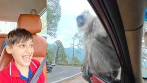 Что такое Лангур!? Langurs, Drive in Himalayas, Travel, India #olliwonder
