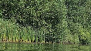 27.07.2025 Воронеж