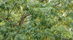 Долгожданный дождь. Ливень с сильным ветром. Прохлада. 1 августа 2025