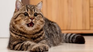 Смешные и милые котики