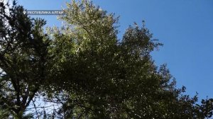 "Будни" (новости, 01.08.2025г., Бийское телевидение)