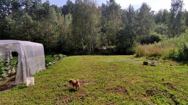 Купили дом в Сибири смотреть онлайн