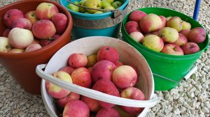 ВЛОГ : МНОГО ЯБЛОК🍏 / КУПАЕМСЯ , А ТУТ ЗМЕЯ 😱/ ОБЕД НА ДАЧЕ