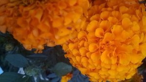 я нашла скорпиона