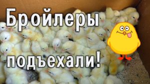 Бройлеров привезли!