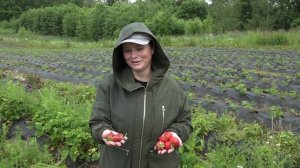 02.07 КЛУБНИКА