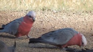 AUSTRALIAN ANIMALS Names and Sounds for Kids to Learn _ Learning Australian Anim