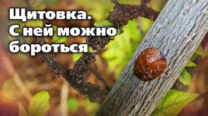 Опасный вредитель щитовка. Как обнаружить и как избавиться