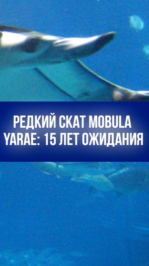 Загадочный скат Mobula yarae: 15 лет в поисках нового вида — чем он удивит учёных?
