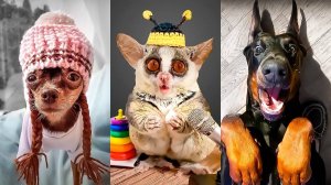 ЗАБАВНЫЕ_ЖИВОТНЫЕ_из_ТИК_ТОК_⧸_ЛУЧШИЕ_ВИДЕО_TIK_TOK