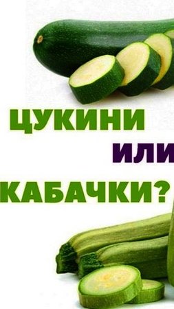 Цукини и кабачки в чем разница?
