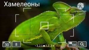 Хамелеоны