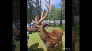 "Елыкаевская слобода", пятнистые олени, село Елыкаево, Кемеровская область (Азбука Кузбассовца)