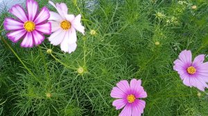 Растения в начале августа. Продолжают расцветать корейские хризантемы.