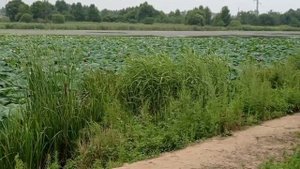 Лотосы.  г. Артем.