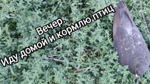 01-08-2025. Вечер. Иду домой и кормлю голубей.