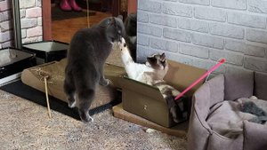 Дружеские бои (Хозя и Утя)