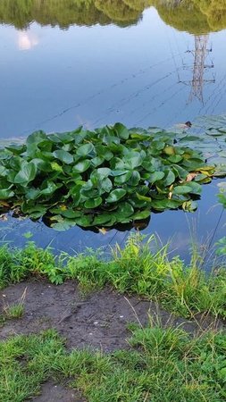 Кувшинки 30.07.2025
