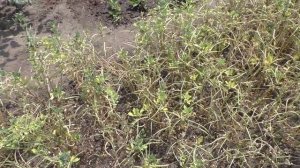 Уборка пажитника