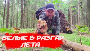 ГРИБЫ В РАЗГАР ЛЕТА 🌞 Белые грибы, подосиновики и лисички