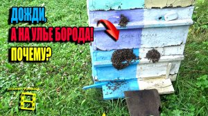 БОРОДА ПЧЕЛ. ПОЧЕМУ ВЫКУЧИВАЮТ ПЧЕЛЫ? ПЧЕЛОВОДСТВО 25-27