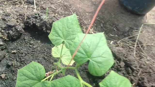 ОГУРЦЫ ВТОРОЙ СЕЗОН! смотреть онлайн