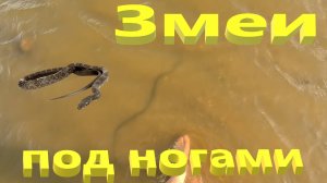 Змеи под ногами. Шахматная гадюка на Кубанских пляжах. Ейск.