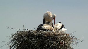 Аист принес воду и еду аистятам