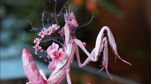 Mantis