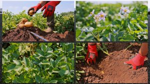 «Эйч-Зет-Пи-Си Садокас». Сорт «Коломба»