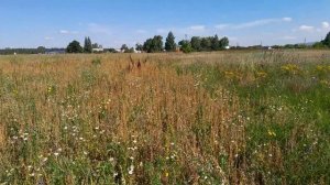 Работа на новом участке, сбор огурца, посадка клубники