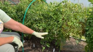 Томаты на грядке.