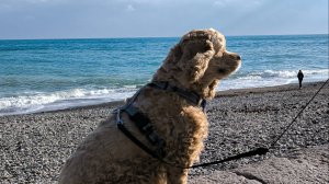 Новогодняя Ялта 2025