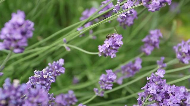 Геленджик ждёт вас !!! смотреть онлайн