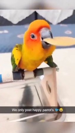 попугайчики😆😅