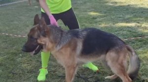 ЮНИОРЫ КОБЕЛИ / КЧК ТОБОЛЬСК 21 июня`25 И.Швец Моно немецких овчарок